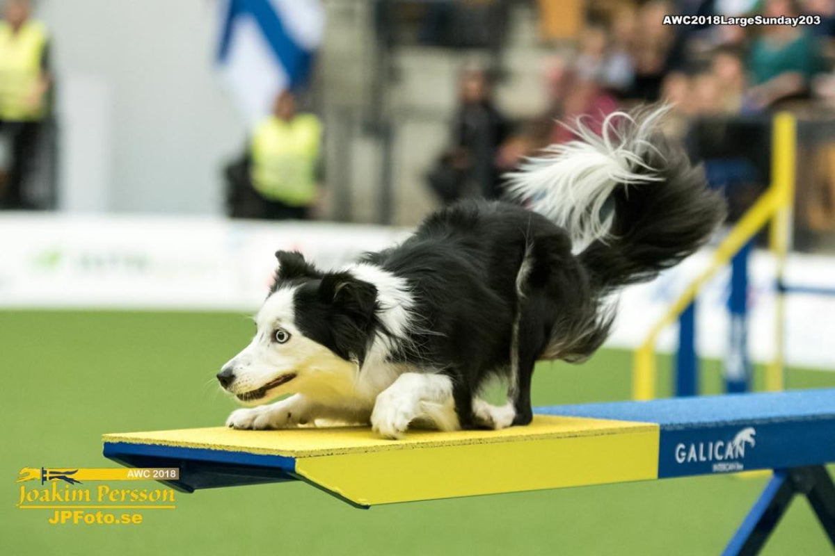 2024 Akc Agility Premier Cup Crufts Masters Agility Championship