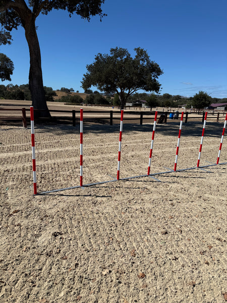 FCI Galican Competition Slalom (Weaves) TURQUOISE - CKC ATC