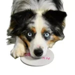 Nose Target Disc